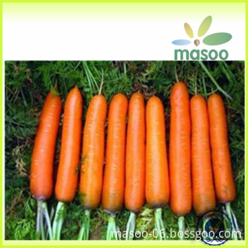 2014 new crop fresh carrot supplier yellow fresh carrot for sale